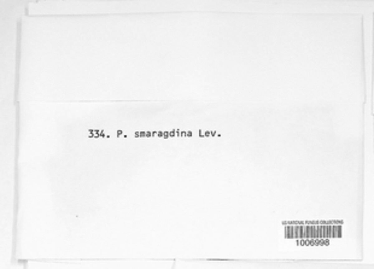 Peziza smaragdina image